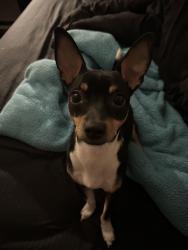 Lost Male Dog last seen Near w lee shore Dr willis, Willis, TX 77318