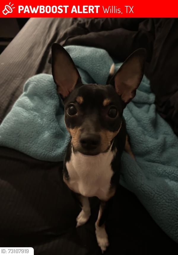 Lost Male Dog last seen Near w lee shore Dr willis, Willis, TX 77318