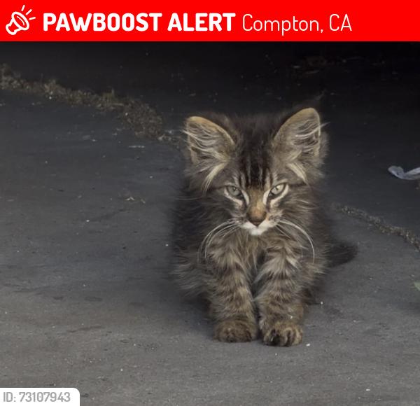 Lost Unknown Cat last seen S Atlantic Drive, Compton, CA 90221