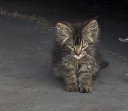 Lost Unknown Cat last seen S Atlantic Drive, Compton, CA 90221