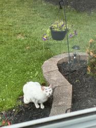 Found/Stray Unknown Cat last seen Gettysburg, Tonawanda Town, NY 14150
