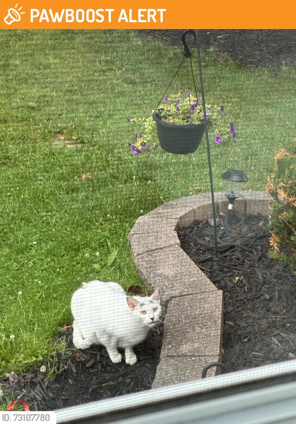 Found/Stray Unknown Cat last seen Gettysburg, Tonawanda Town, NY 14150