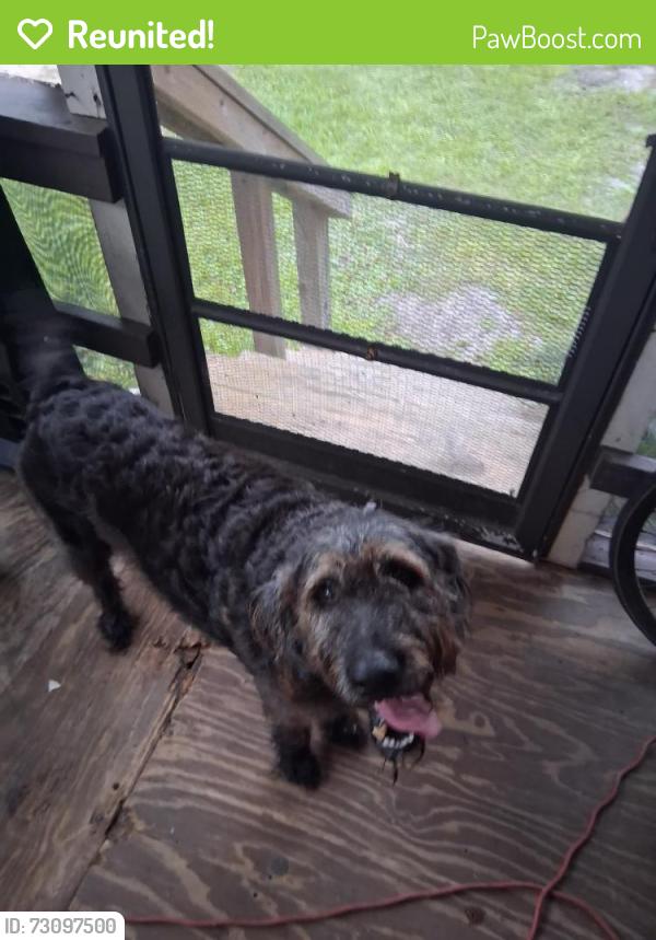 Reunited Female Dog last seen US-1, Stokes Landing, behind the Dollar General, about a mile from the Palencia Publix & Dutch Bros, St. Augustine, FL 32095