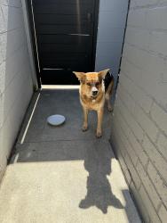 Found/Stray Female Dog last seen Mainway and Martha Ann Dr, Los Alamitos, CA 90720