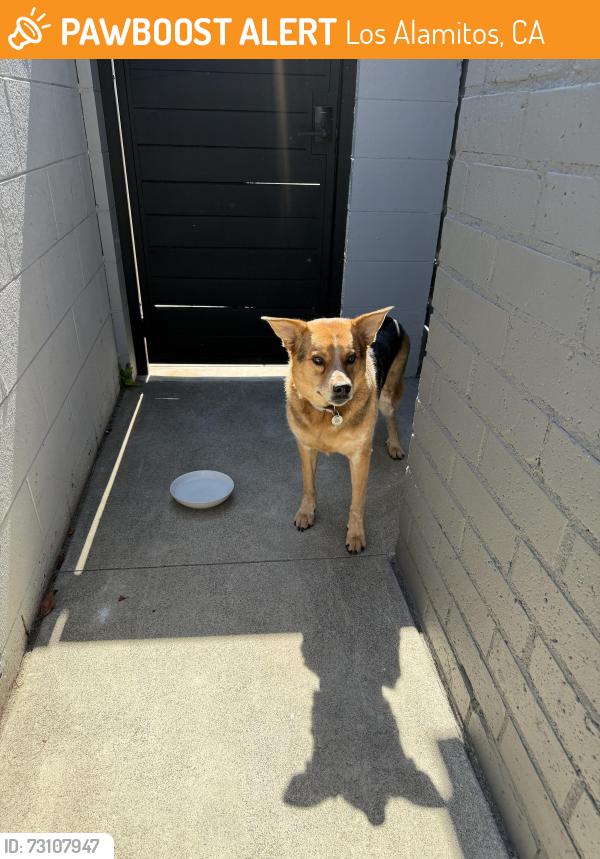 Found/Stray Female Dog last seen Mainway and Martha Ann Dr, Los Alamitos, CA 90720