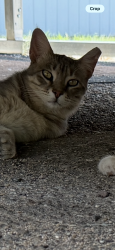 Lost Male Cat last seen Browning and paseo, Albuquerque, NM 87122