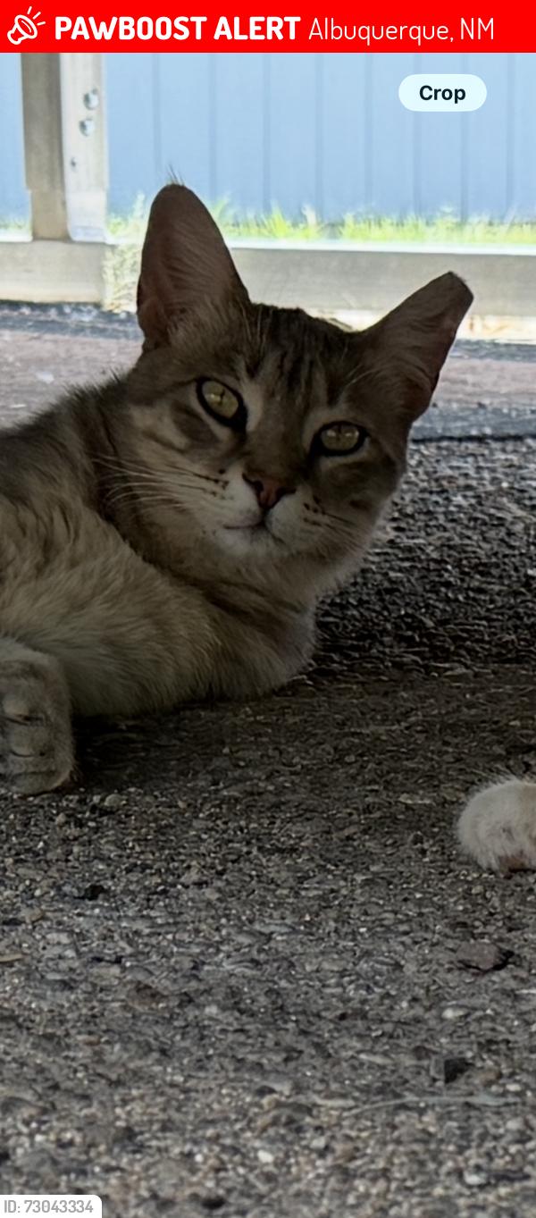 Lost Male Cat last seen Browning and paseo, Albuquerque, NM 87122