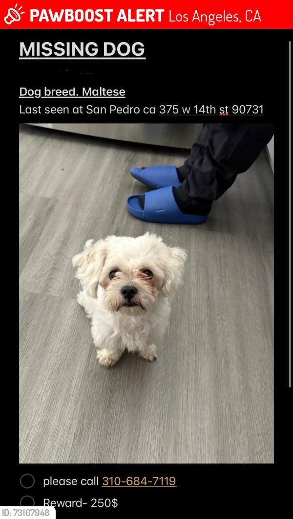 Lost Male Dog last seen Near w 14th street, Los Angeles, CA 90731
