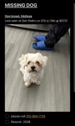 Lost Male Dog last seen Near w 14th street, Los Angeles, CA 90731