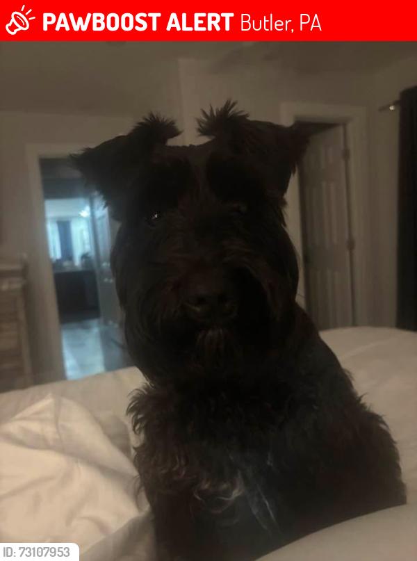 Lost Male Dog last seen Belmont, Butler, PA 16001