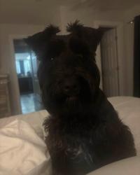 Lost Male Dog last seen Belmont, Butler, PA 16001
