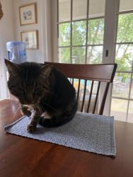 Lost Male Cat last seen Granite Ave, Paterson, NJ 07502