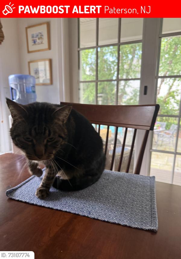 Lost Male Cat last seen Granite Ave, Paterson, NJ 07502