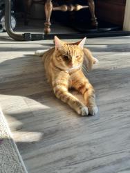 Lost Male Cat last seen Seibert Road, Prosperity, SC, Newberry County, SC 29127