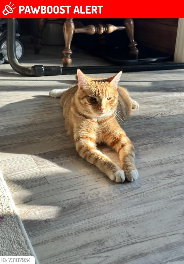 Lost Male Cat last seen Seibert Road, Prosperity, SC, Newberry County, SC 29127