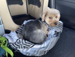Reunited Male Dog last seen Cooks Lane & Meadowbrook Dr, Fort Worth, TX 76112