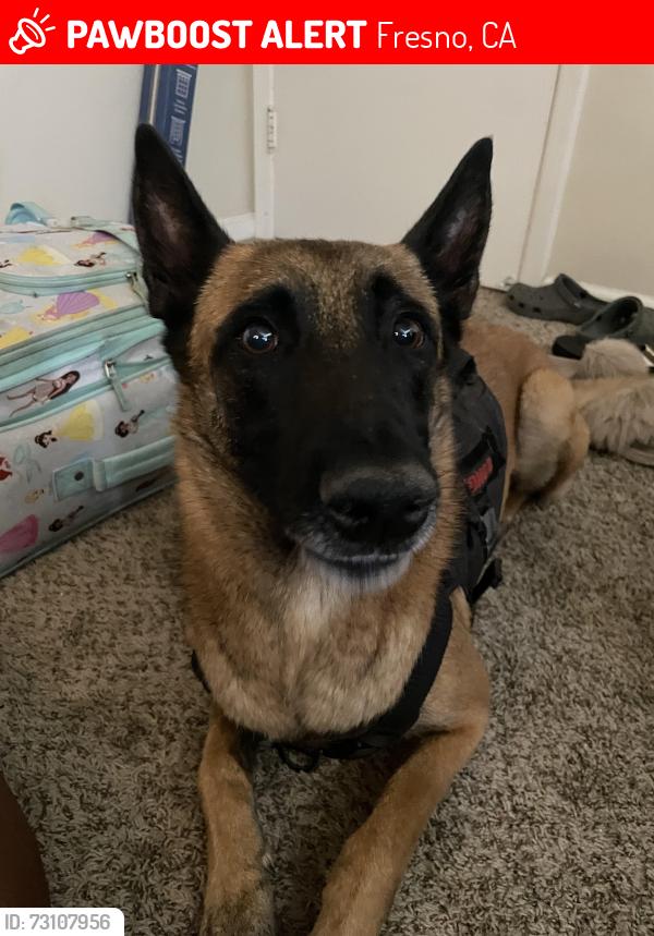 Lost Male Dog last seen Clark Street and Gettysburg, Fresno, CA 93726