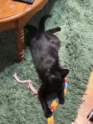 Lost Male Cat last seen Plum Street, Union Street, Dean Street, Niskayuna, NY 12309