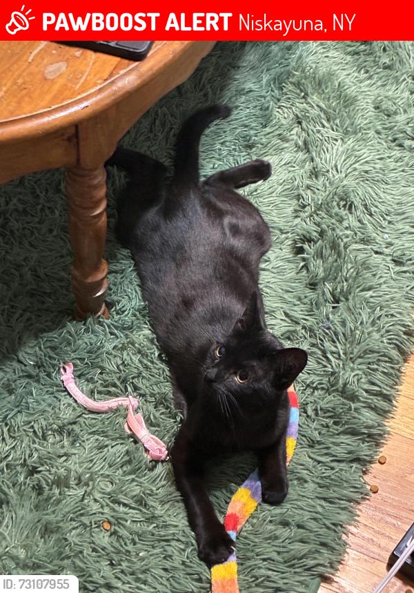 Lost Male Cat last seen Plum Street, Union Street, Dean Street, Niskayuna, NY 12309