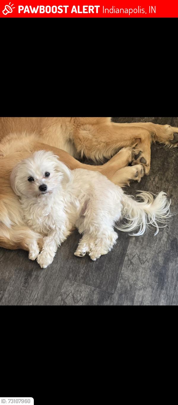 Lost Female Dog last seen Sandwood and 52nd, Indianapolis, IN 46235