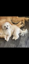 Lost Female Dog last seen Sandwood and 52nd, Indianapolis, IN 46235
