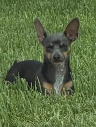 Reunited Male Dog last seen Sterling Green Blvd, Houston, TX 77015