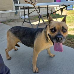Found/Stray Female Dog last seen Near E Anaheim St, Long Beach, CA 90804, Long Beach, CA 90804