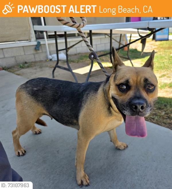 Found/Stray Female Dog last seen Near E Anaheim St, Long Beach, CA 90804, Long Beach, CA 90804
