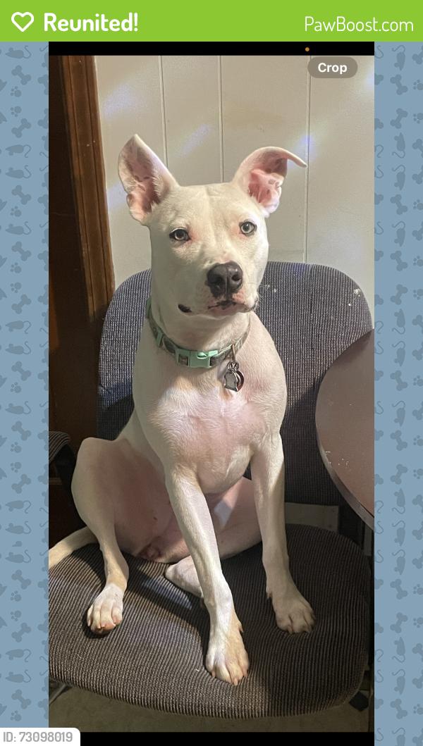 Reunited Female Dog last seen Address above, Douglasville, GA 30134