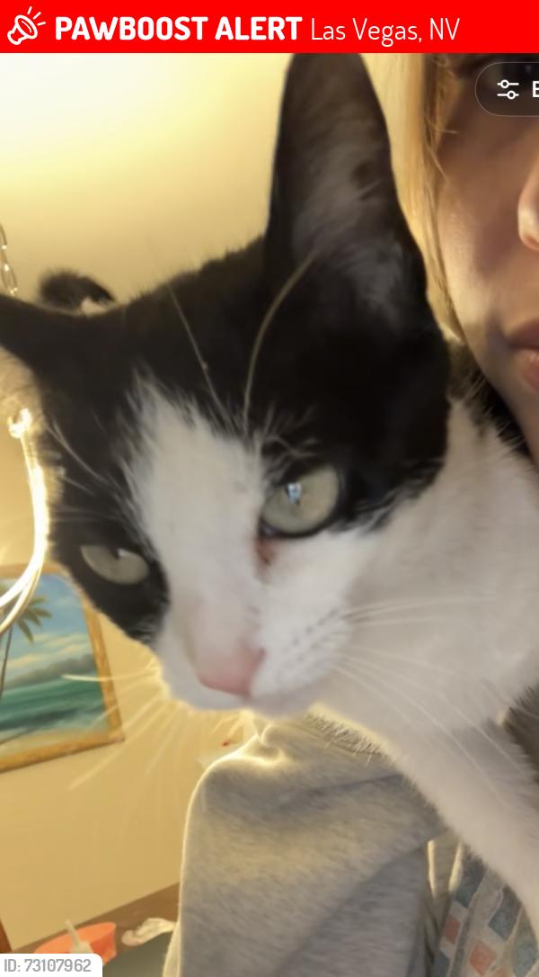 Lost Female Cat last seen Erie Avenue and rainbow, Las Vegas, NV 89179