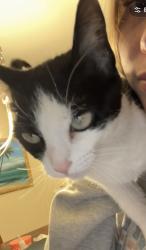 Lost Female Cat last seen Erie Avenue and rainbow, Las Vegas, NV 89179