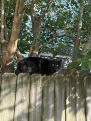 Found/Stray Unknown Cat last seen I saw it in my backyard, near Bayside High School., Virginia Beach, VA 23455