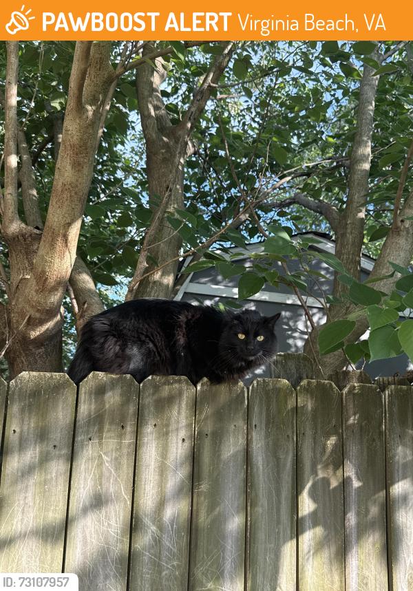 Found/Stray Unknown Cat last seen I saw it in my backyard, near Bayside High School., Virginia Beach, VA 23455