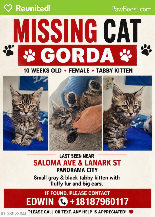 Reunited Female Cat last seen Saloma and Lanark, Los Angeles, CA 91402