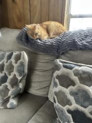 Lost Female Cat last seen Robert and Needham, Porter, TX 77365