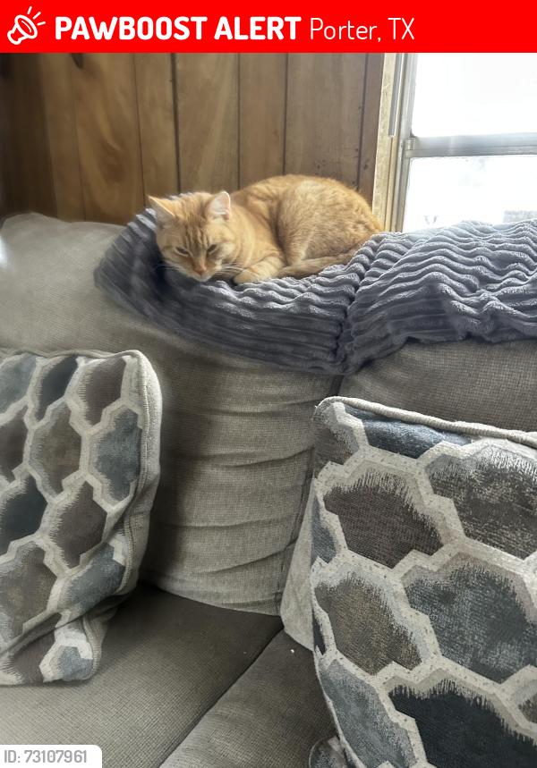 Lost Female Cat last seen Robert and Needham, Porter, TX 77365
