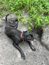 Found/Stray Unknown Dog last seen Laura’s Lovely Plants, Lake City, FL 32025