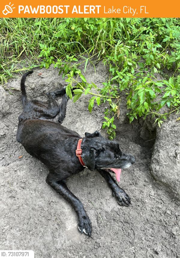 Found/Stray Unknown Dog last seen Laura’s Lovely Plants, Lake City, FL 32025