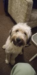Lost Male Dog last seen Norris Rd/ N. Chester Bakersfield, Bakersfield, CA 93308