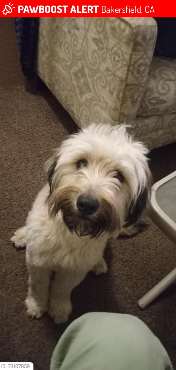 Lost Male Dog last seen Norris Rd/ N. Chester Bakersfield, Bakersfield, CA 93308