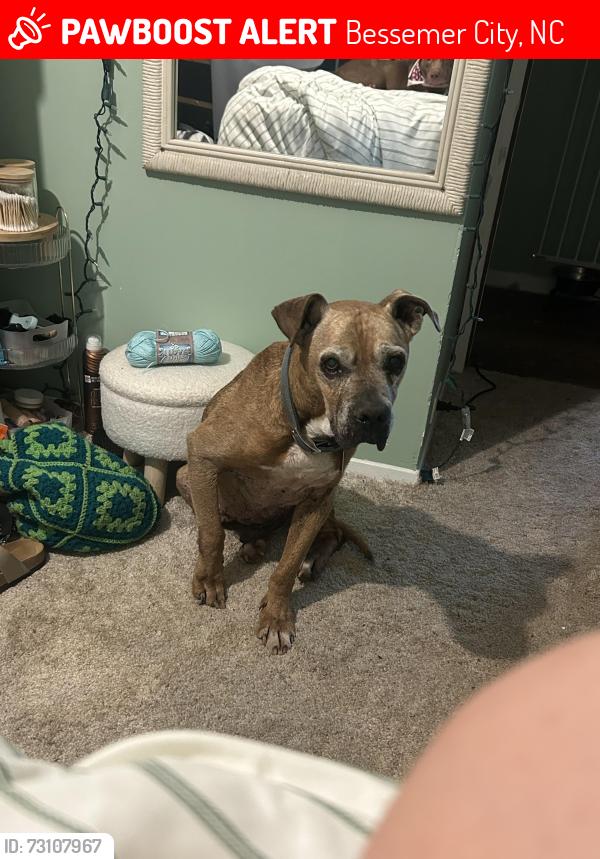 Lost Male Dog last seen Across the street from Farris group and Bessemer City machine shop, Bessemer City, NC 28016