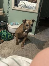 Lost Male Dog last seen Across the street from Farris group and Bessemer City machine shop, Bessemer City, NC 28016
