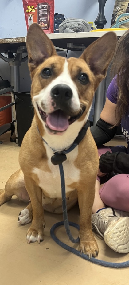 Shelter Stray Female Dog last seen Snapfinger Woods Dr, Decatur, GA 30035, 30035, GA, 3280 Chamblee Dunwoody Rd, Chamblee, GA 30341, USA