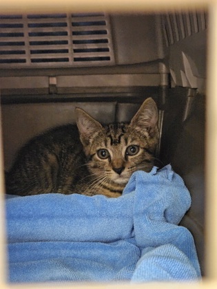 Shelter Stray Female Cat last seen Near Wood Bend Dr, Stone Mountain, GA 30083, 30083, GA, 3280 Chamblee Dunwoody Rd, Chamblee, GA 30341, USA