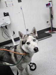Shelter Stray Female Dog last seen Clay and 13th, Oakland, CA, 1101 29th Ave, Oakland, CA 94601, USA
