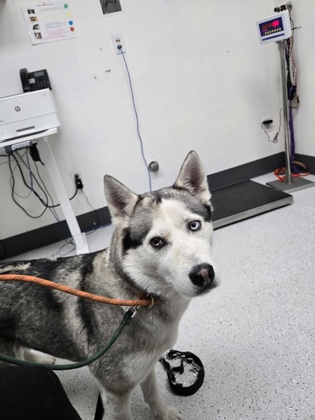 Shelter Stray Female Dog last seen Clay and 13th, Oakland, CA, 1101 29th Ave, Oakland, CA 94601, USA