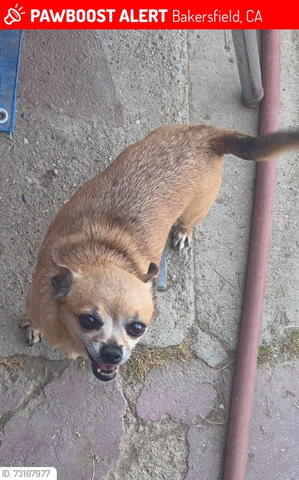 Lost Female Dog last seen Ming Ave, Bakersfield, CA 93307