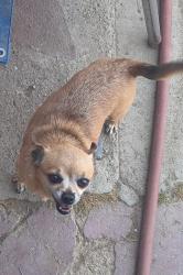 Lost Female Dog last seen Ming Ave, Bakersfield, CA 93307