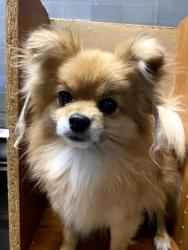 Reunited Male Dog last seen Near Stonewall lanec, Fort Worth, TX 76123