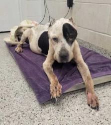 Shelter Stray Female Dog last seen Near E. 91st Street, 64138, MO, 7077 Elmwood Ave, Kansas City, MO 64132, USA